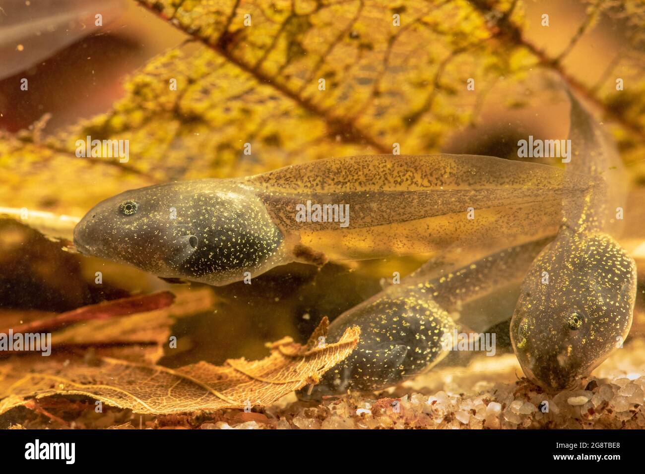 Rana comune, rana d'erba (Rana temporaria), tadpoli con foglie cadute, Germania Foto Stock