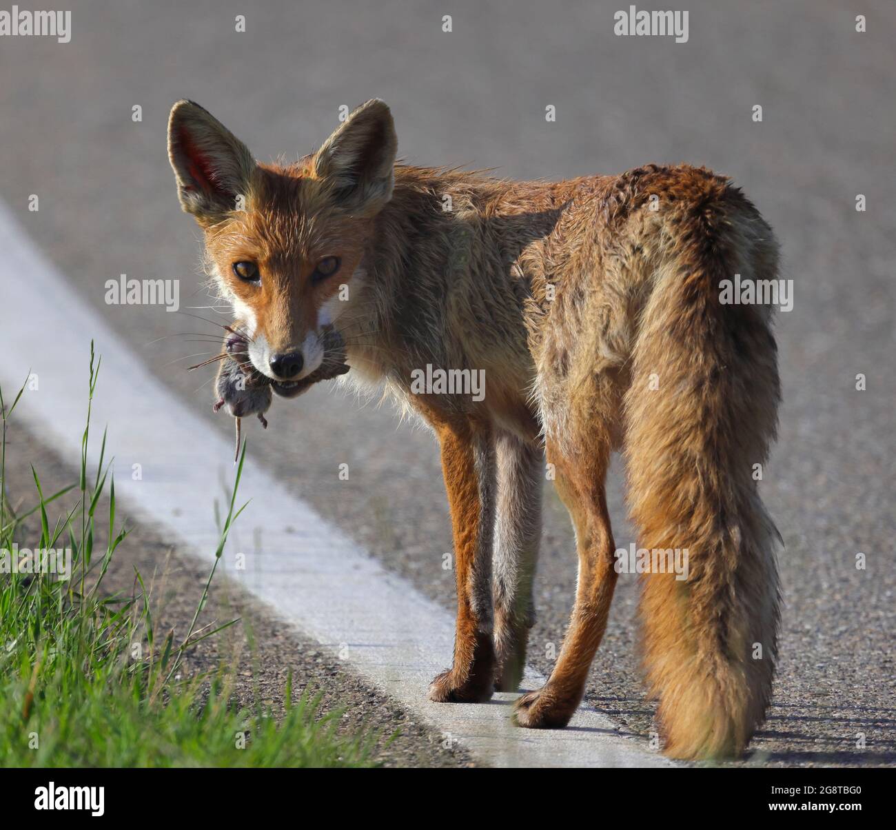 Volpe rossa (Vulpes vulpes), femmina con topi catturati, Germania, Baden-Wuerttemberg Foto Stock