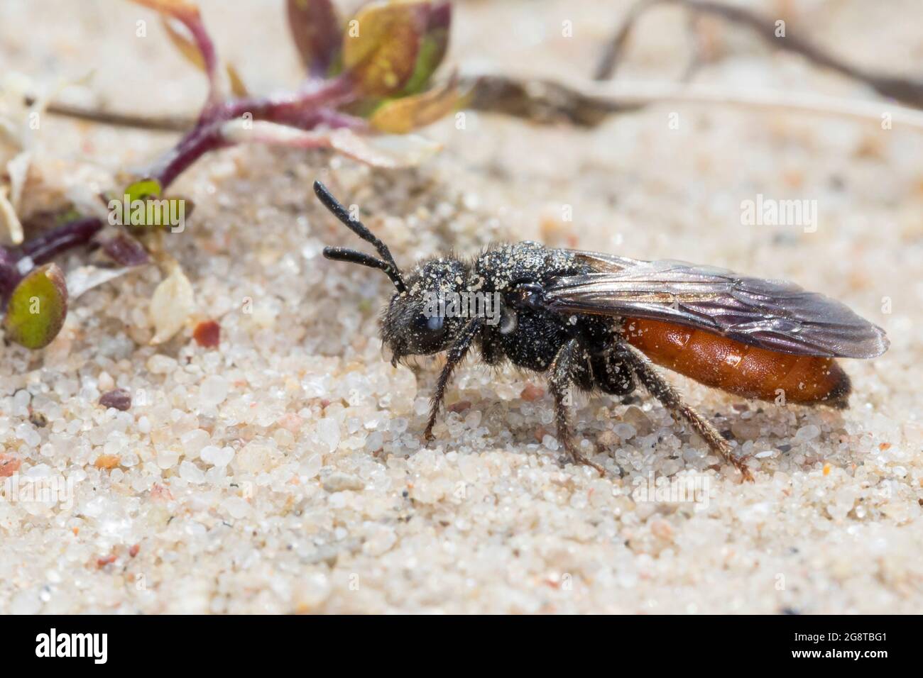 Ape di cucù, ape di Sweat, ape di Halictid (Sphecodes albilabris, Sphecodes fuscipennis), femmina su terreno sabbioso, Germania Foto Stock