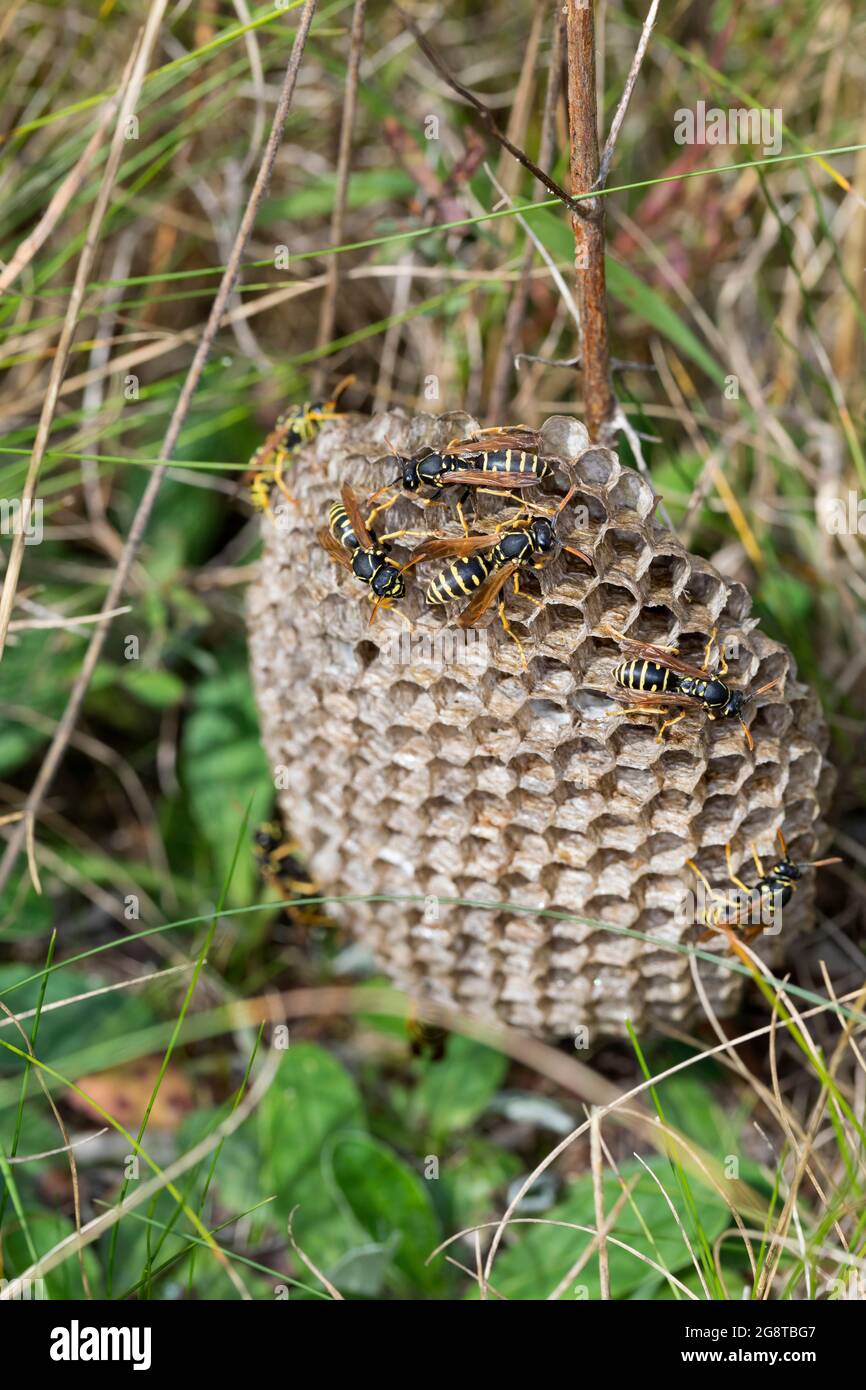 Vespa di carta (Polistes nimpha, Polistes opinabilis), alcuni vespa di carta al loro nido, Germania Foto Stock