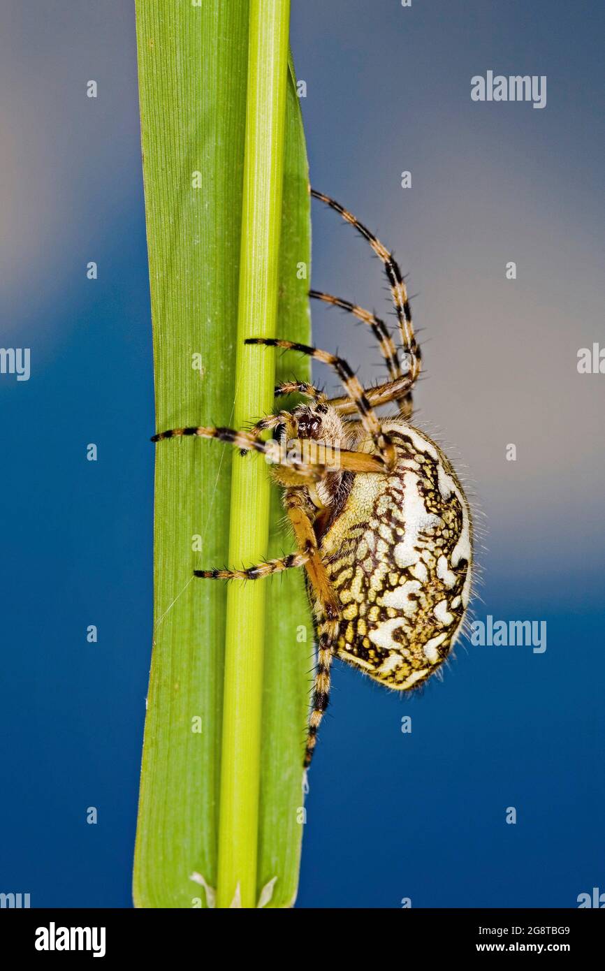 Oakleaf orbweaver (Araneus ceropegius, Aculepeira ceropegia), in corrispondenza di un gambo, Austria Foto Stock