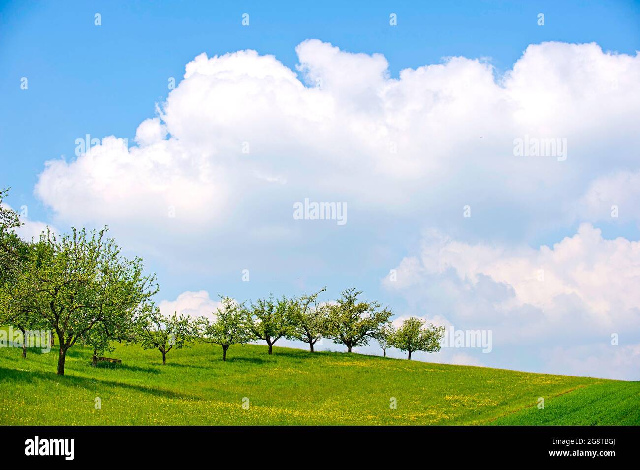 Prato di alberi di frutta in primavera, paesaggio primaverile, Germania Foto Stock