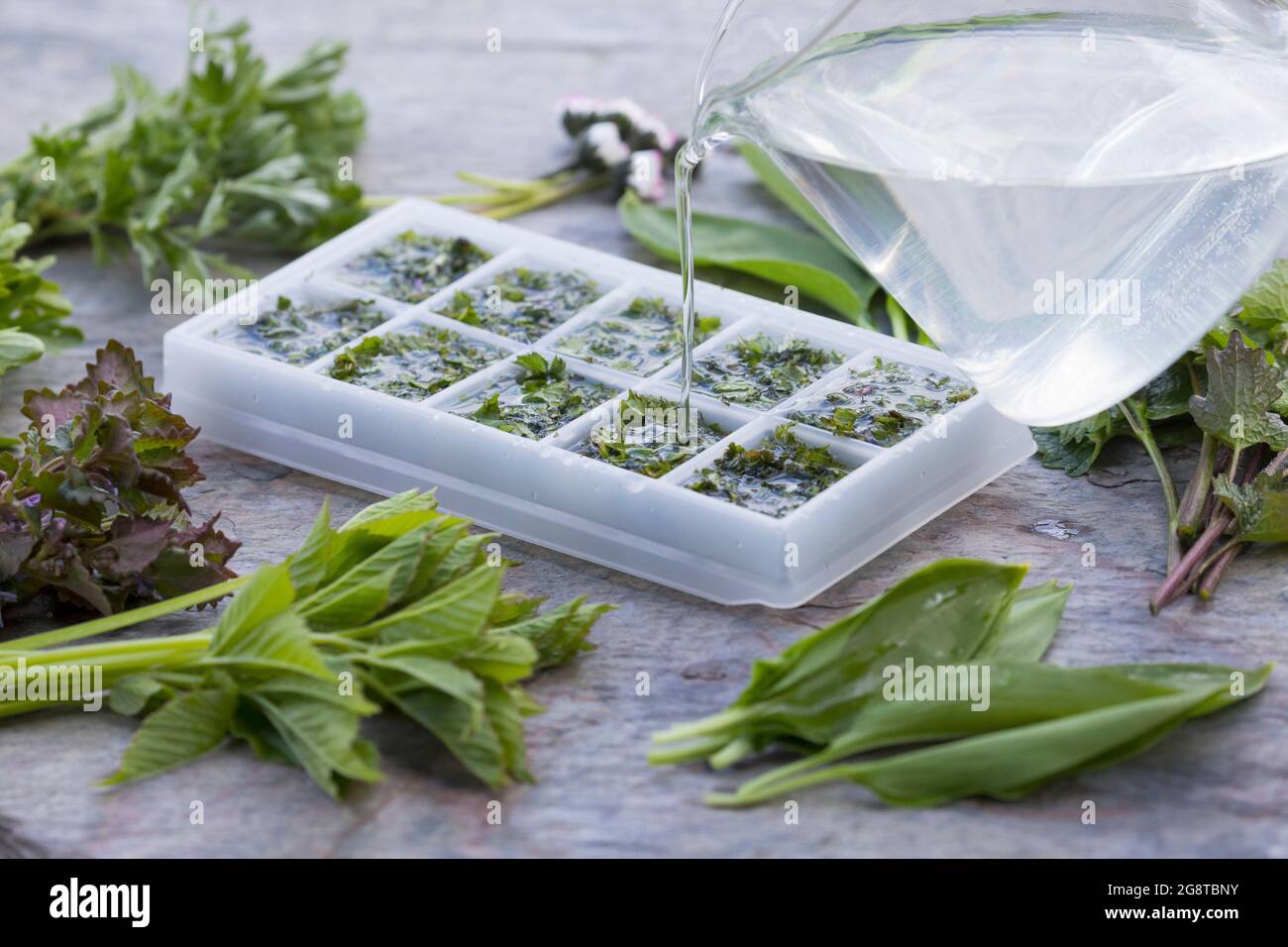 Produzione di icecubes con erbe primaverili, Germania Foto Stock