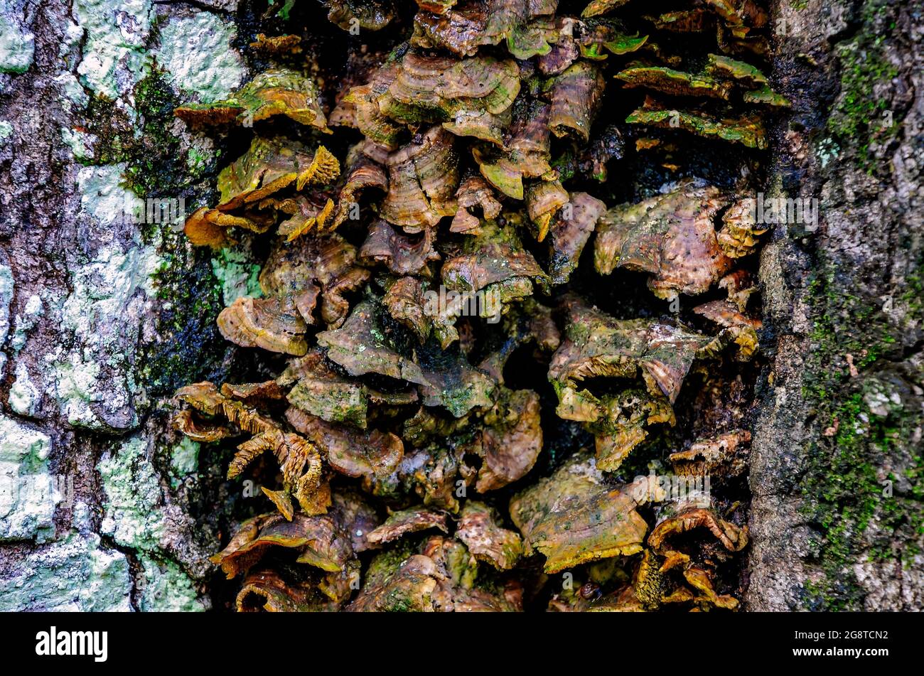 I funghi di coda di tacchino (Trametes versicolor) crescono sul tronco di un albero in Charles Wood Japanese Garden, 20 luglio 2021, in Mobile, Alabama. Foto Stock