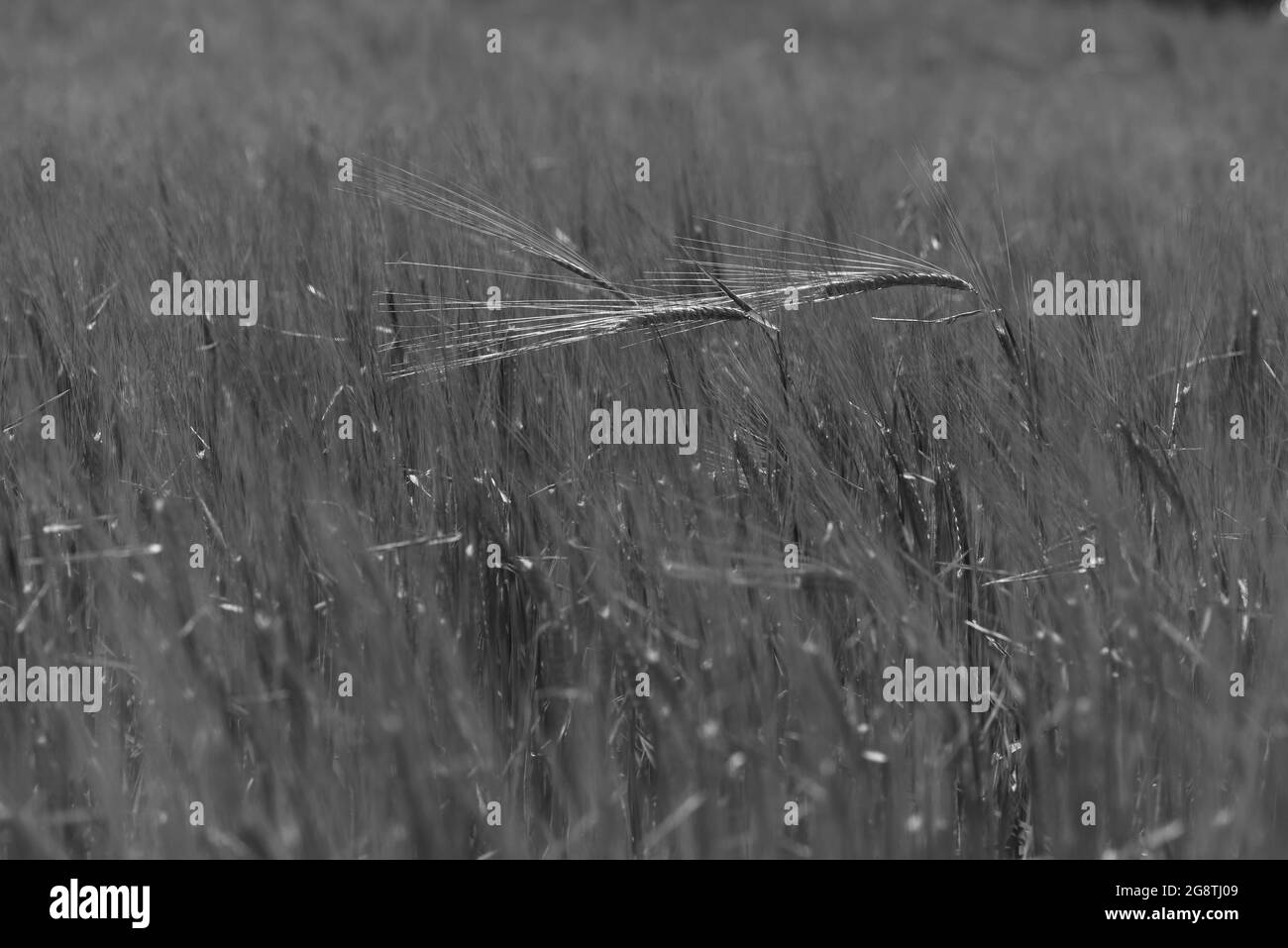 Campo seminato con grano pronto alla raccolta, la Pampa Provincia , Patagonia , Argentina. Foto Stock