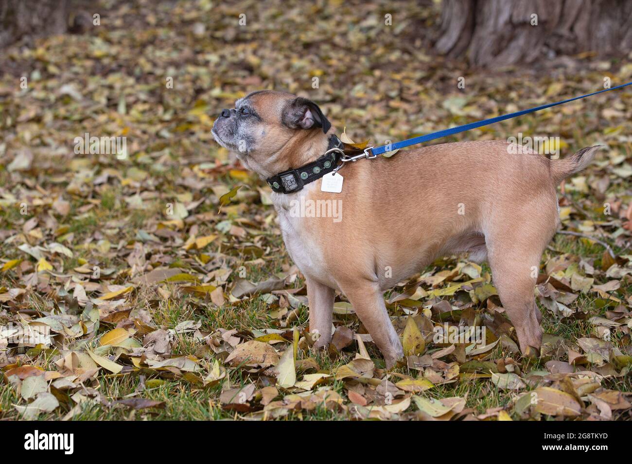 Cane Bug con colletto e guinzaglio che cammina all'aperto attraverso le foglie cadute a terra in autunno (croce tra Boston Terrier e Pug) Foto Stock