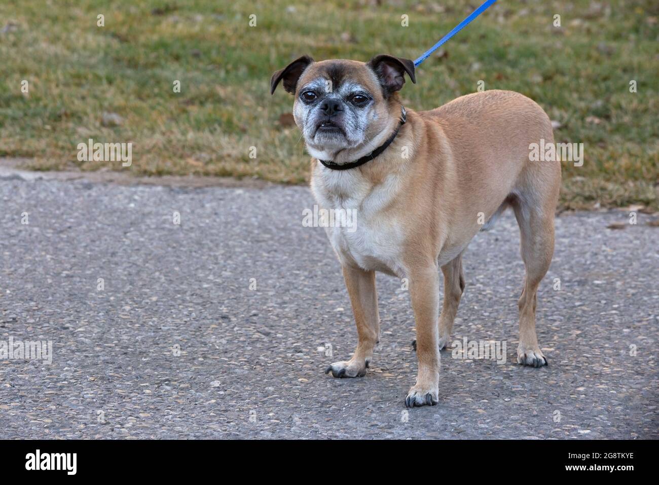 Bugg cane con colletto e guinzaglio in una passeggiata fuori su un percorso della città (attraversare tra Boston Terrier e Pug) Foto Stock