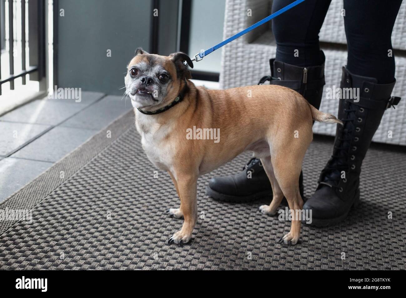 Donna con il suo cane Bugg pronto ad uscire per una passeggiata (croce tra Boston Terrier e Pug) Foto Stock