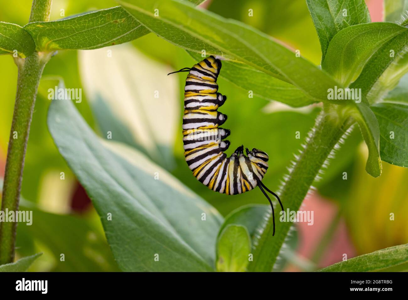 Monarca farfalla bruco che pupa in crisali. Conservazione delle farfalle, ciclo di vita, conservazione dell'habitat, e concetto di giardino fiorito cortile. Foto Stock
