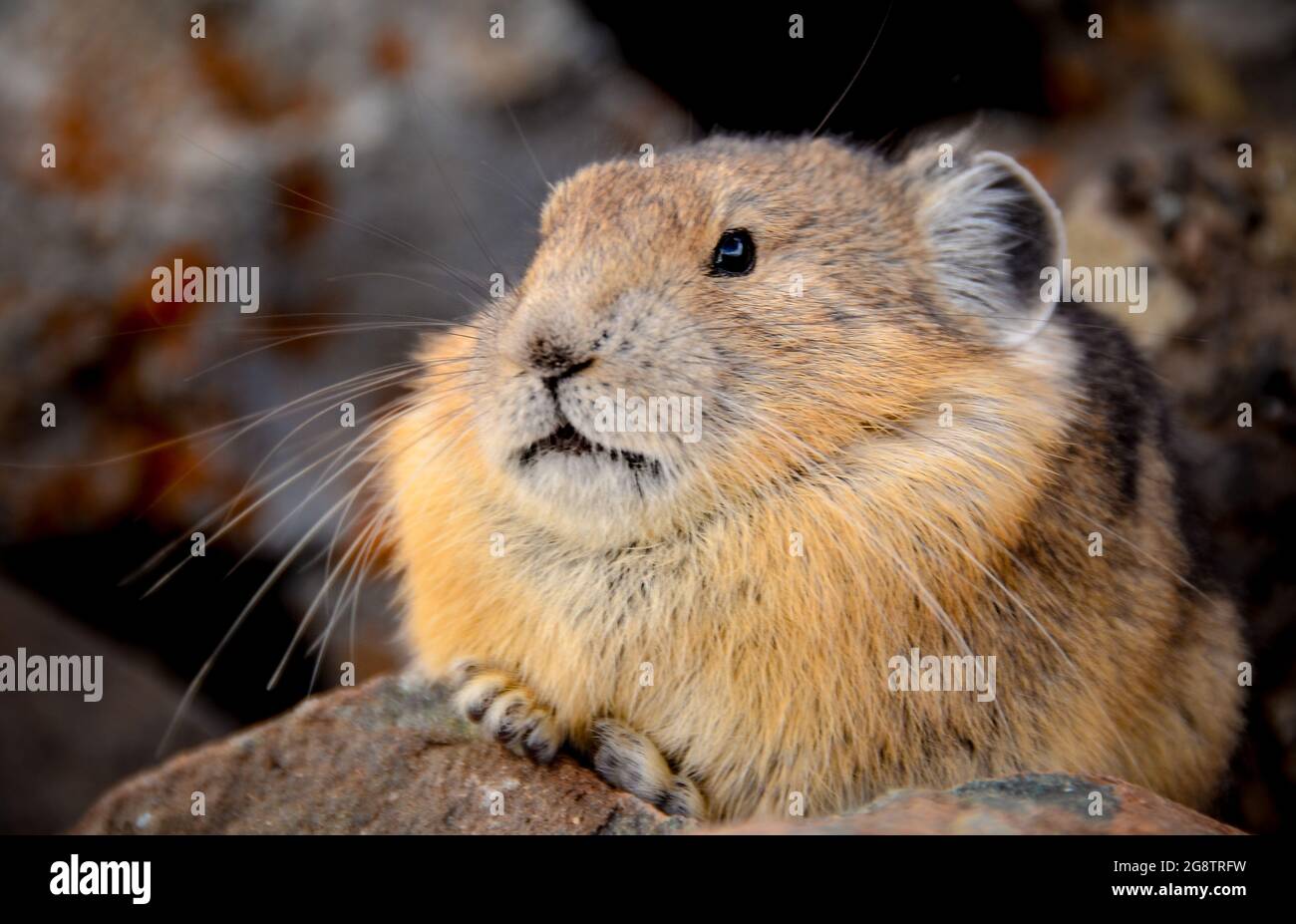 Foto dei Pikas americani sono piccoli mammiferi che vivono in montagna con un focus selettivo sulla Pika Foto Stock
