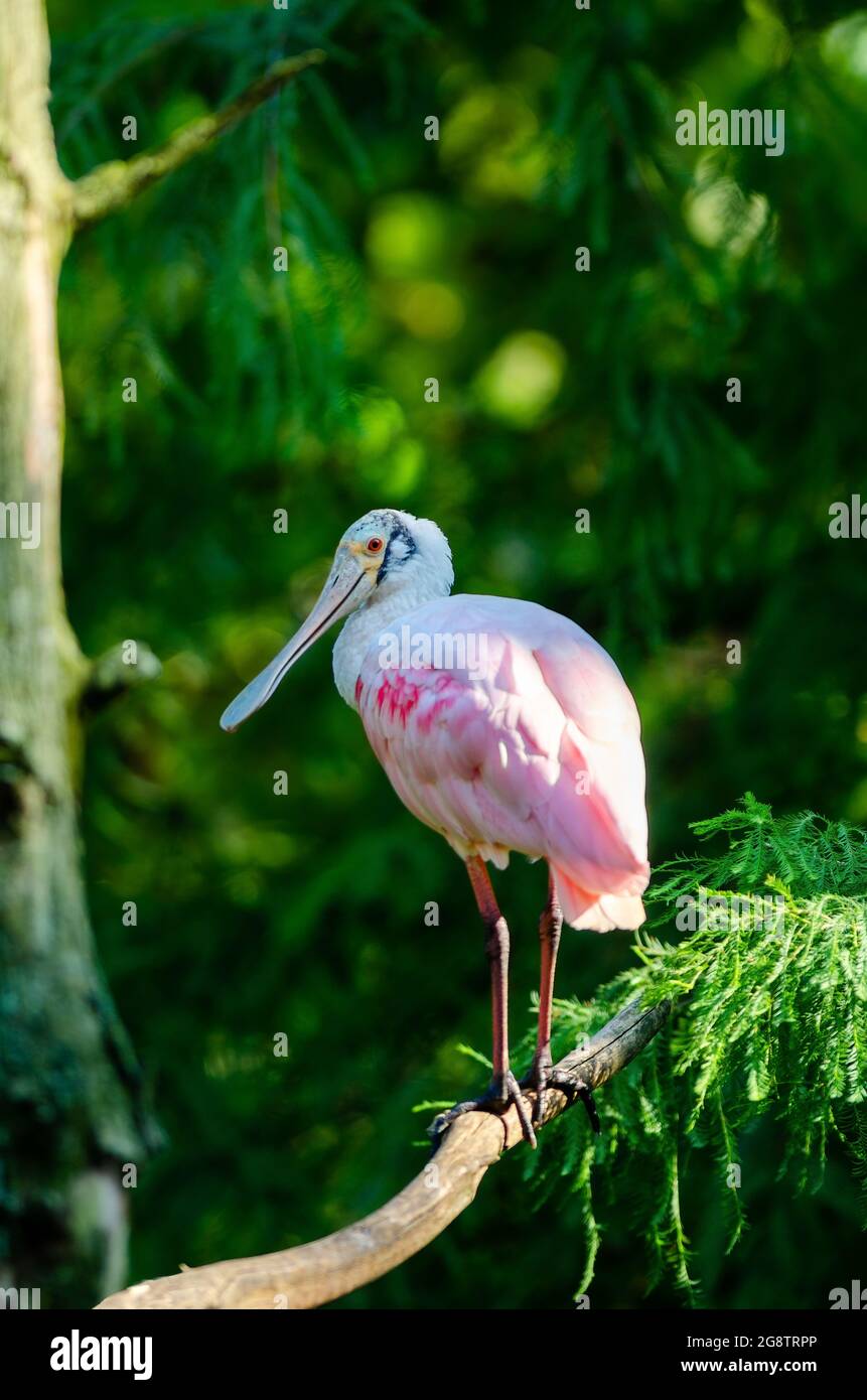 Foto di Spoonbill rosato sono uccelli acquatici di medie dimensioni con un corpo a forma di calcio e lunghe gambe con fuoco selettivo sull'uccello Foto Stock