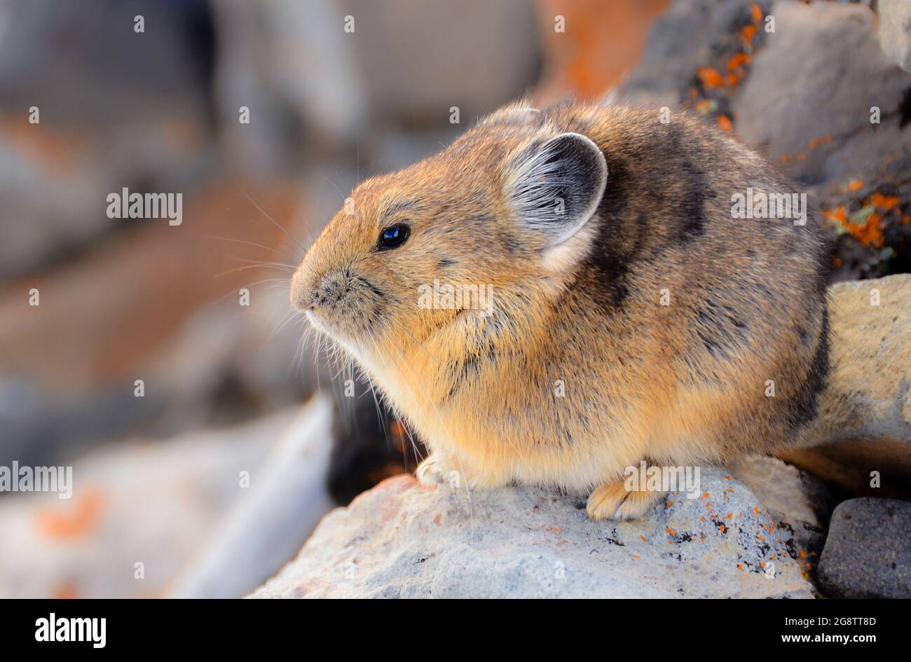 Foto dei Pikas Americani sono piccoli mammiferi che vivono in montagna con fuoco selettivo sulla Pika Foto Stock