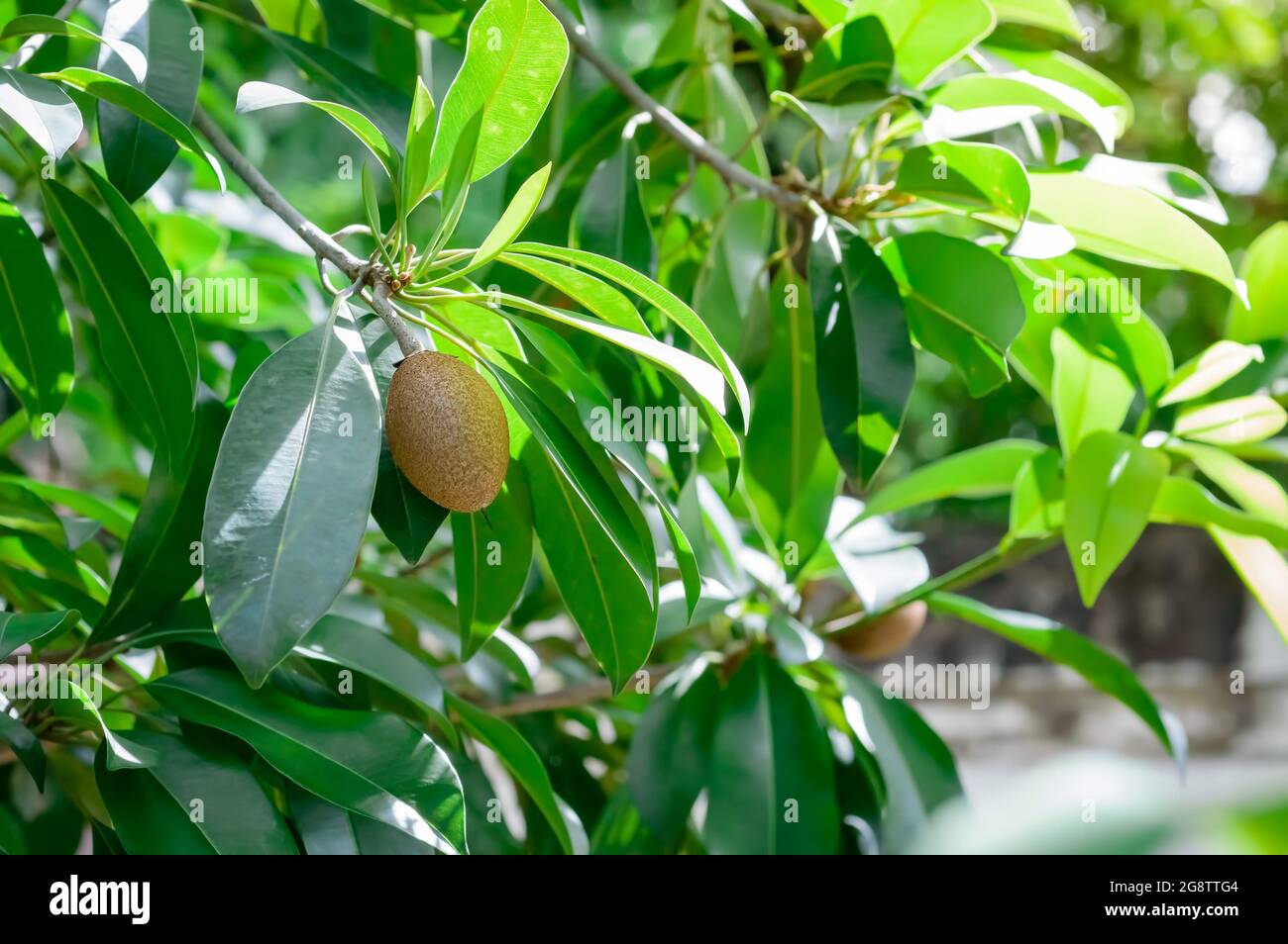 La saodilla tailandese in cortile Foto Stock