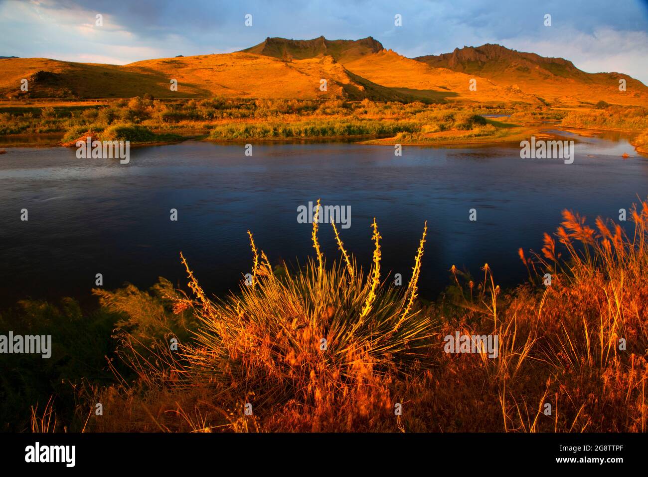 Fiume Missouri con yucca, Pelican Point Fishing Access Site, Missouri River Recreation Road, Montana Foto Stock