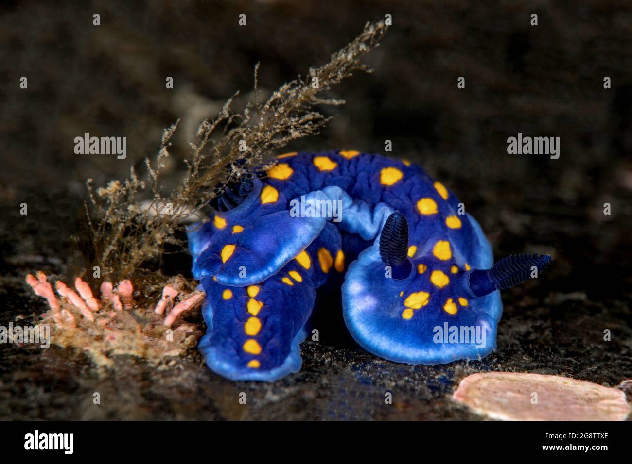 Felimare californiensis Foto Stock