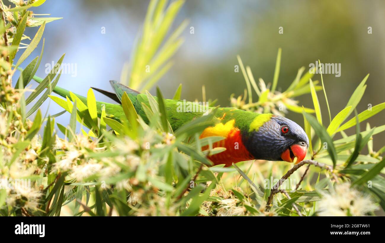 Un primo piano del colorato pappagallo australiano nativo il Rainbow Lorikeet set tra foglie di pennello bottiglia e fiori Foto Stock