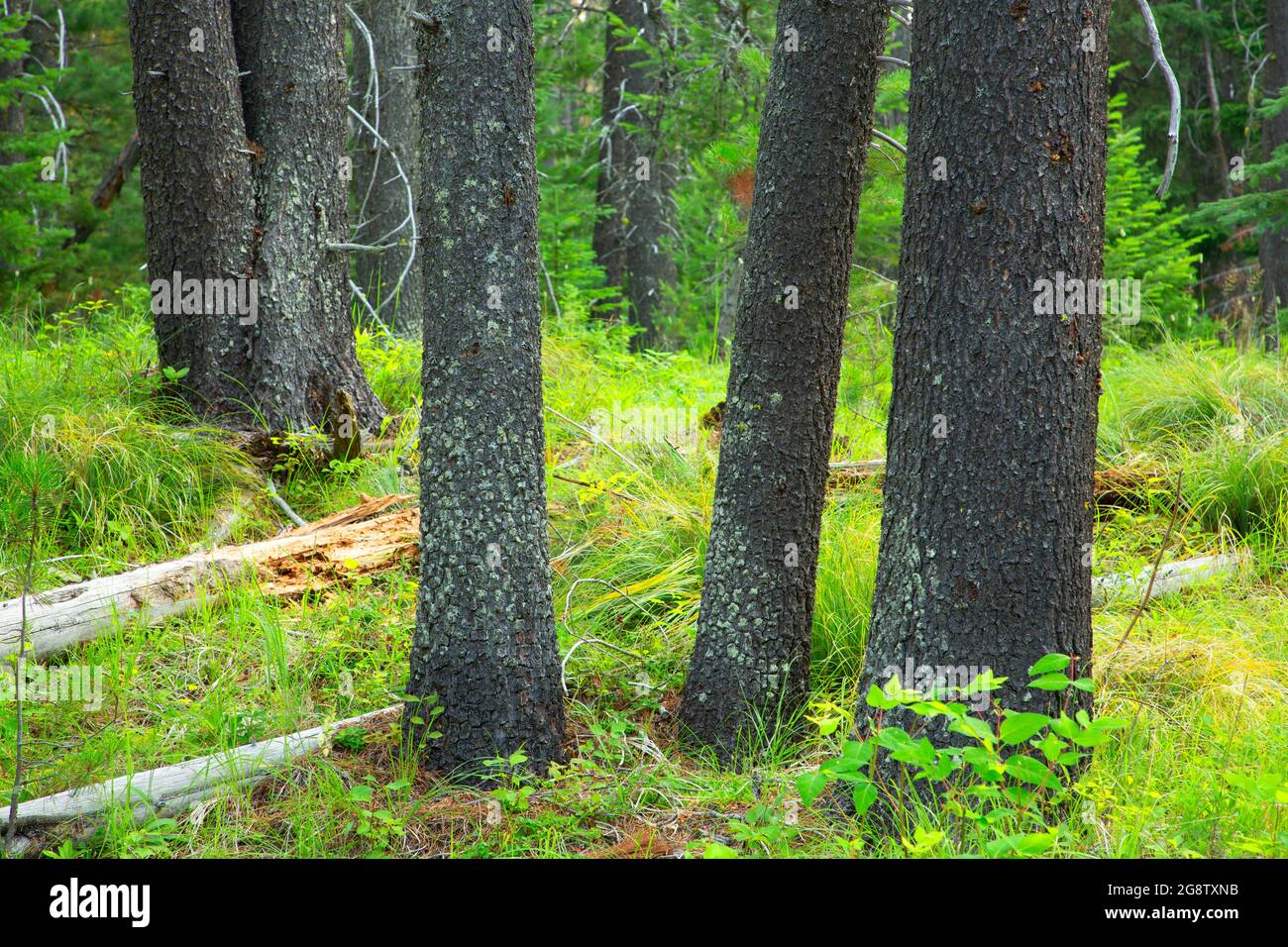 Pineta di lodgepole lungo l'Apgar Bike Trail, Glacier National Park, Montana Foto Stock