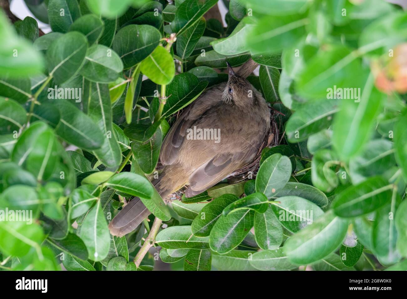 Uova di Bulbul covate con striature durante il periodo di incubazione Foto Stock
