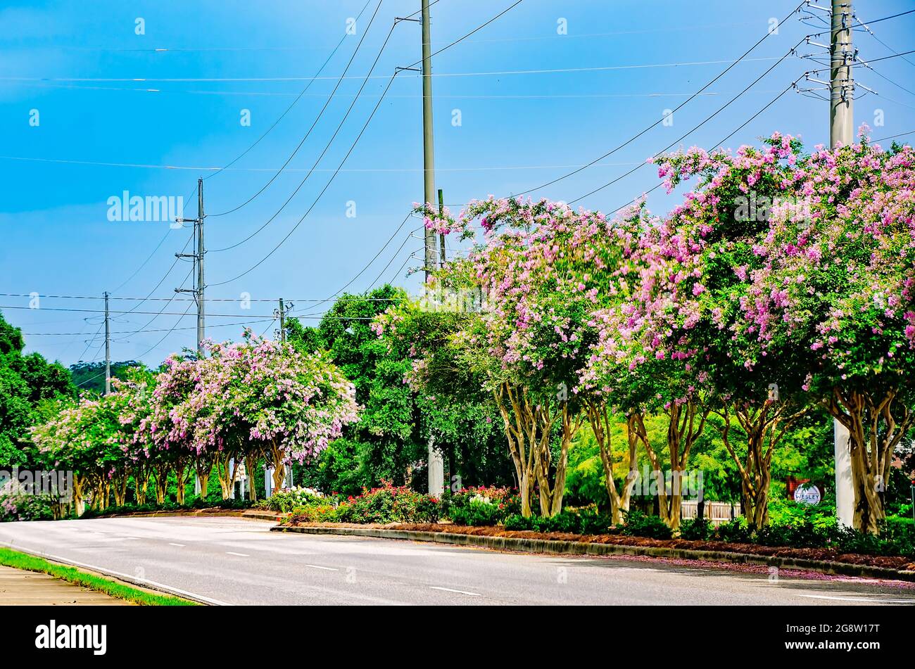 Gli alberi di mirto di colza rosa (Lagerstroemia) fioriscono su University Boulevard di fronte all'Università dell'Alabama del Sud, 18 luglio 2021, a Mobile, Alabama. Foto Stock