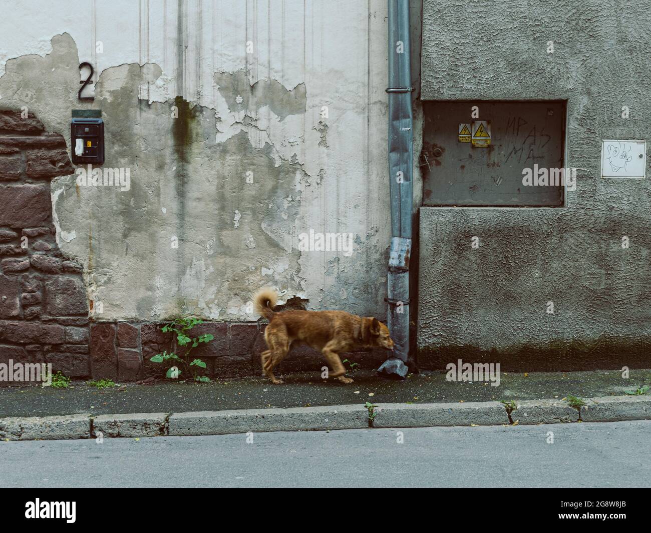lone cane per strada, animale urbano Foto Stock