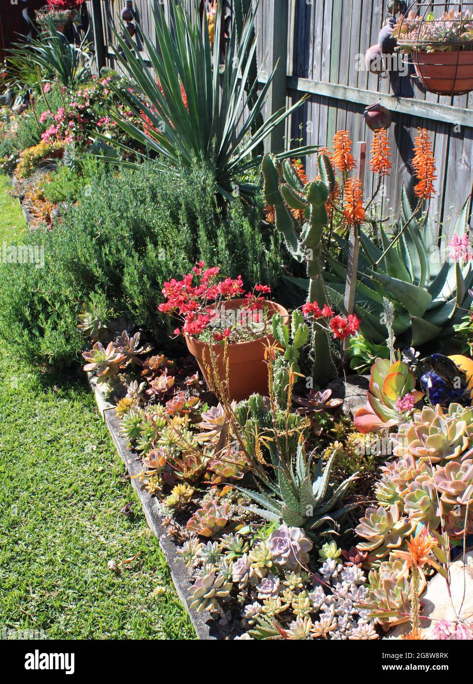 Giardino privato australiano residenziale, con succulenti che includono Echeverias e Aloes. Foto Stock