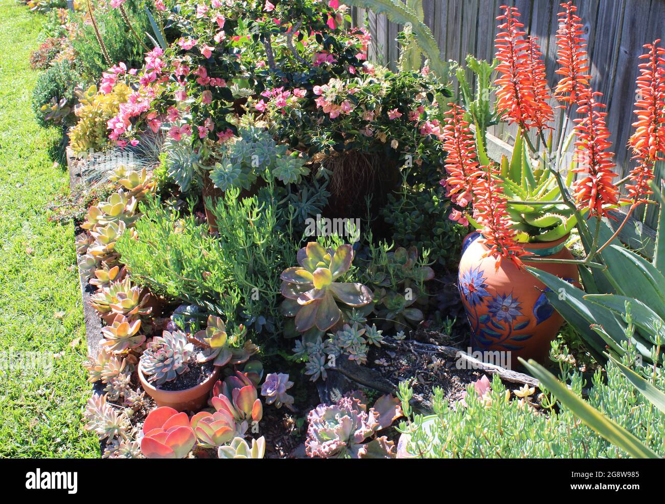 Giardino privato australiano residenziale, con succulenti che includono Echeverias e Aloes. Foto Stock