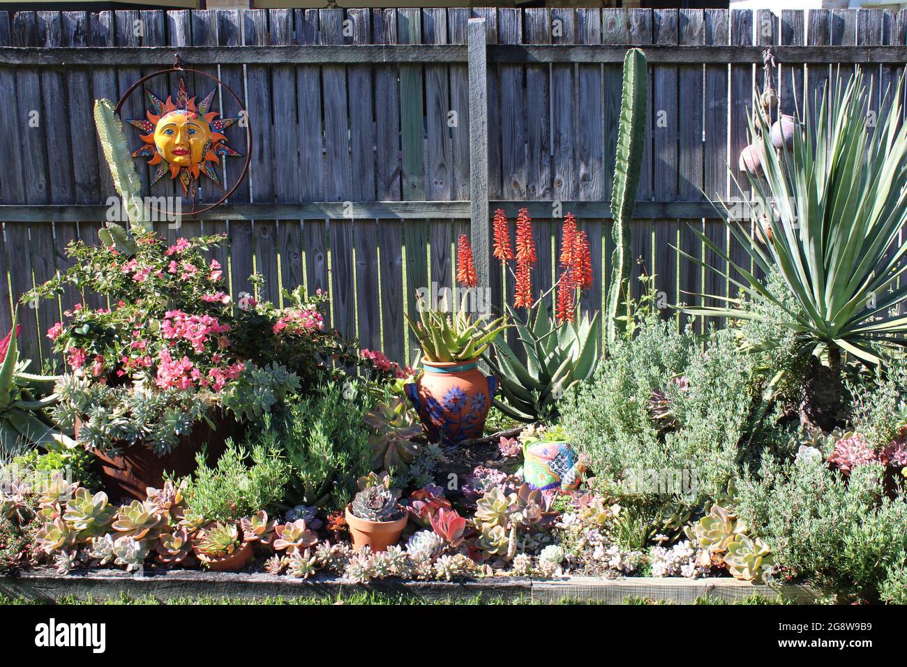 Giardino privato australiano residenziale, con succulenti che includono Echeverias e Aloes. Foto Stock