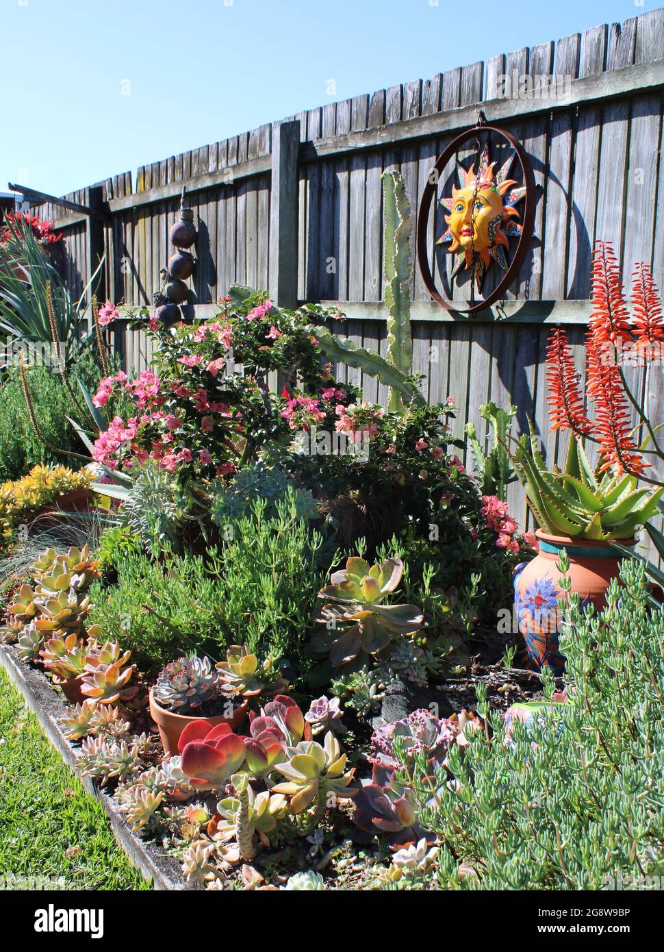 Giardino privato australiano residenziale, con succulenti che includono Echeverias e Aloes. Foto Stock