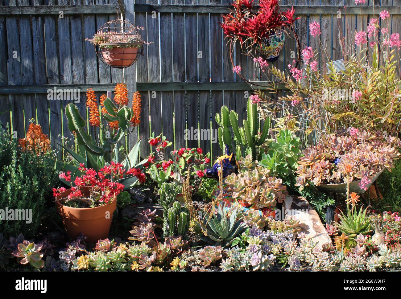 Giardino privato australiano residenziale, con succulenti che includono Echeverias e Aloes. Foto Stock