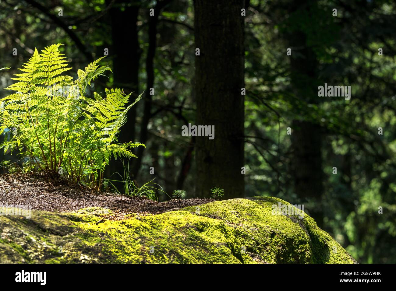 bella foresta bavarese felce simbolo fresco verde Foto Stock