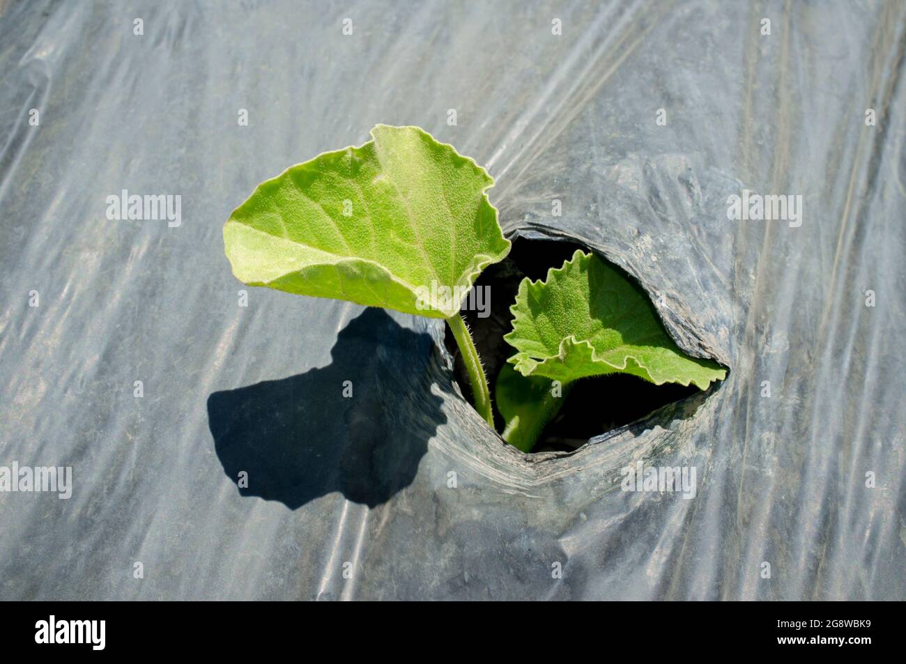 Pianta giovane germogliando attraverso il foro di plastica protettiva. Germoglio di Babbo Natale melone o Piel de Sapo coltivazione di melone Foto Stock