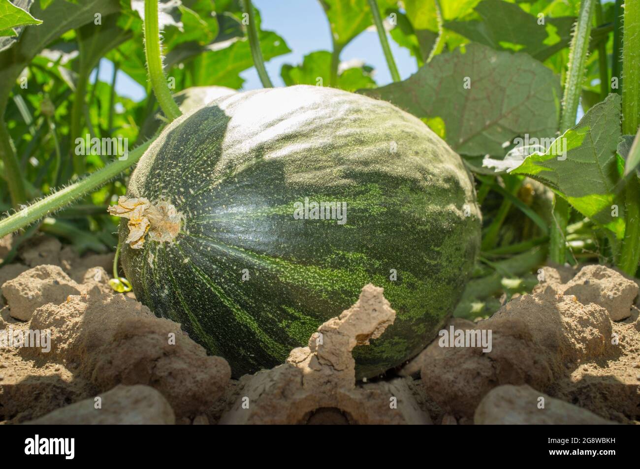 Melone di Babbo Natale o coltivazione di melone Piel de Sapo. Vista dal suolo Foto Stock