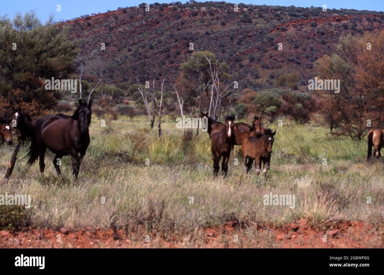 CAVALLI SELVAGGI CONOSCIUTI COME BRUMBIES IN AUSTRALIA VISTI QUI NELL'OUTBACK NORTHERN TERRITORY, AUSTRALIA. Foto Stock