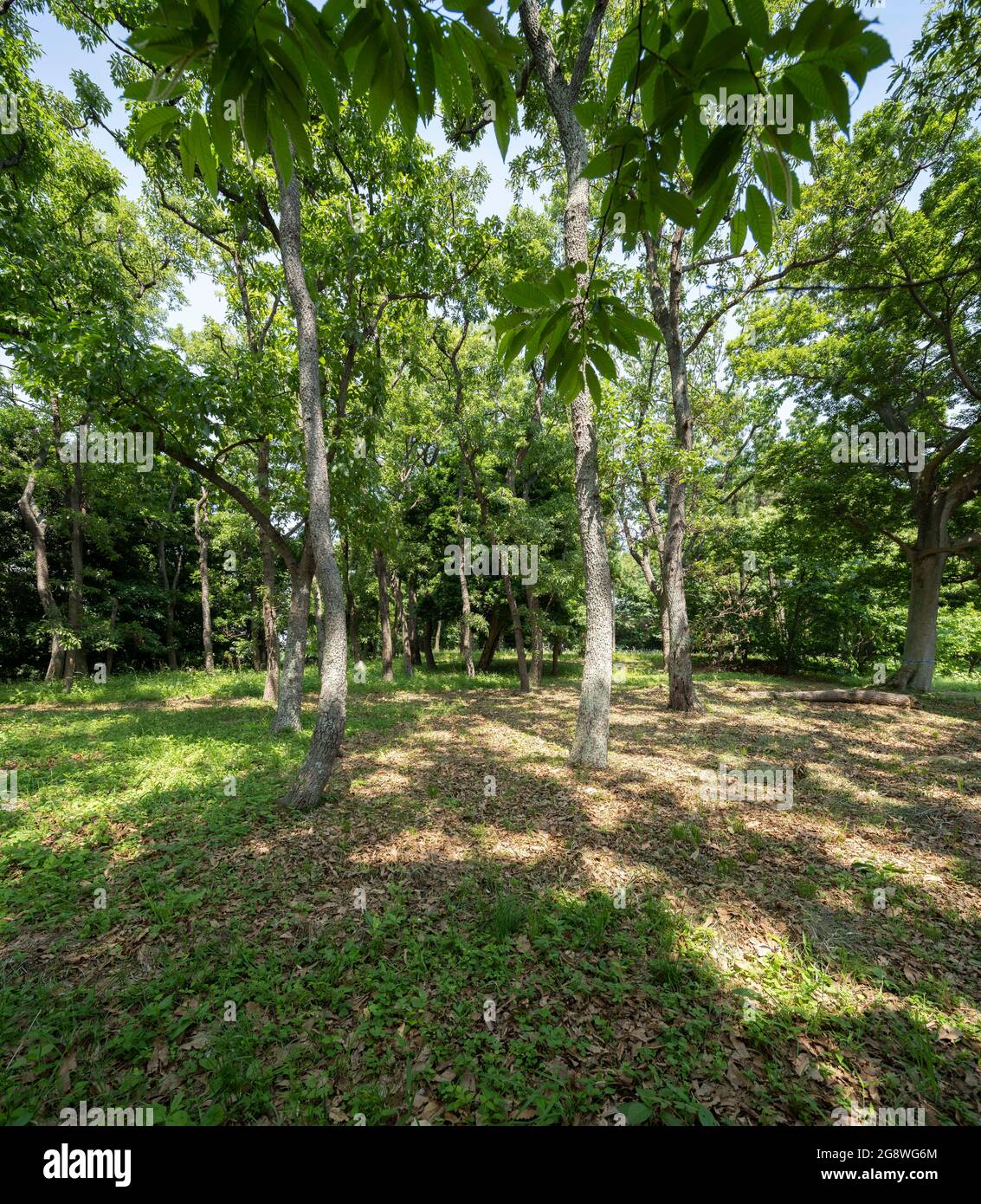 Area boscosa il 25 maggio 2021 (primavera), Isehara City, Prefettura di Kanagawa, Giappone Foto Stock