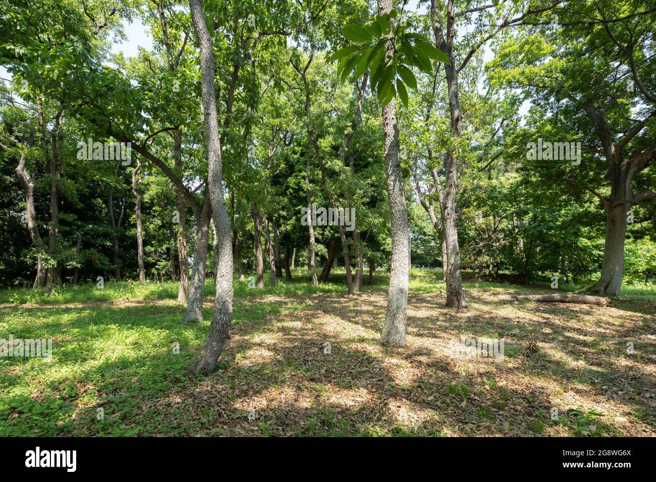 Area boscosa il 25 maggio 2021 (primavera), Isehara City, Prefettura di Kanagawa, Giappone Foto Stock