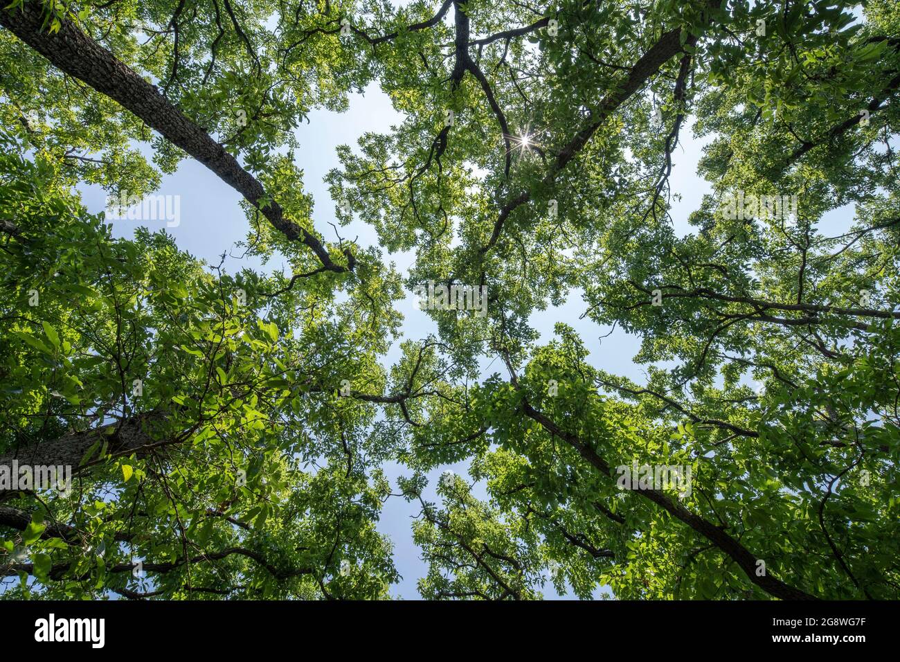 Area boscosa il 25 maggio 2021 (primavera), Isehara City, Prefettura di Kanagawa, Giappone Foto Stock