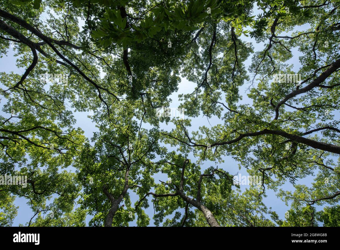 Area boscosa il 25 maggio 2021 (primavera), Isehara City, Prefettura di Kanagawa, Giappone Foto Stock