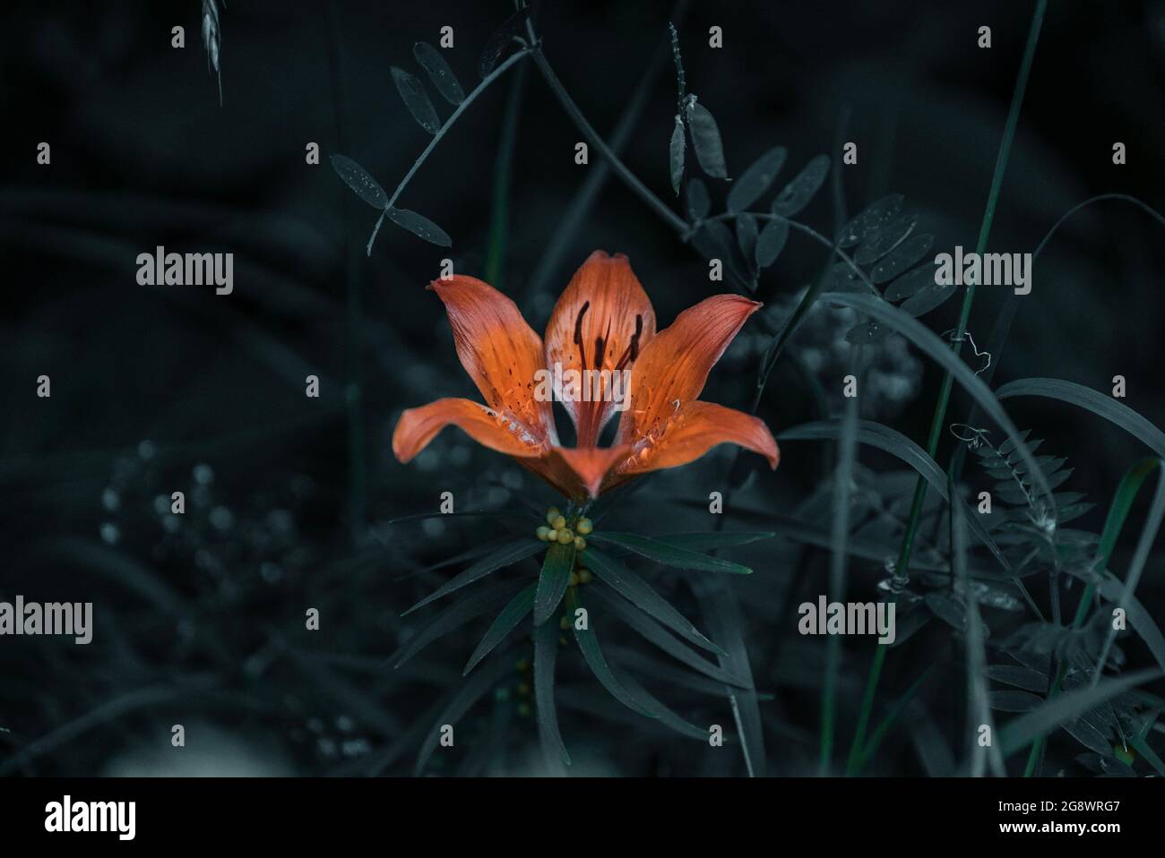Straordinaria fotografia di Lukas Klima in montagna per sfondi, pubblicità e volantini. La migliore fotografia per tutte le tue esigenze. Foto Stock