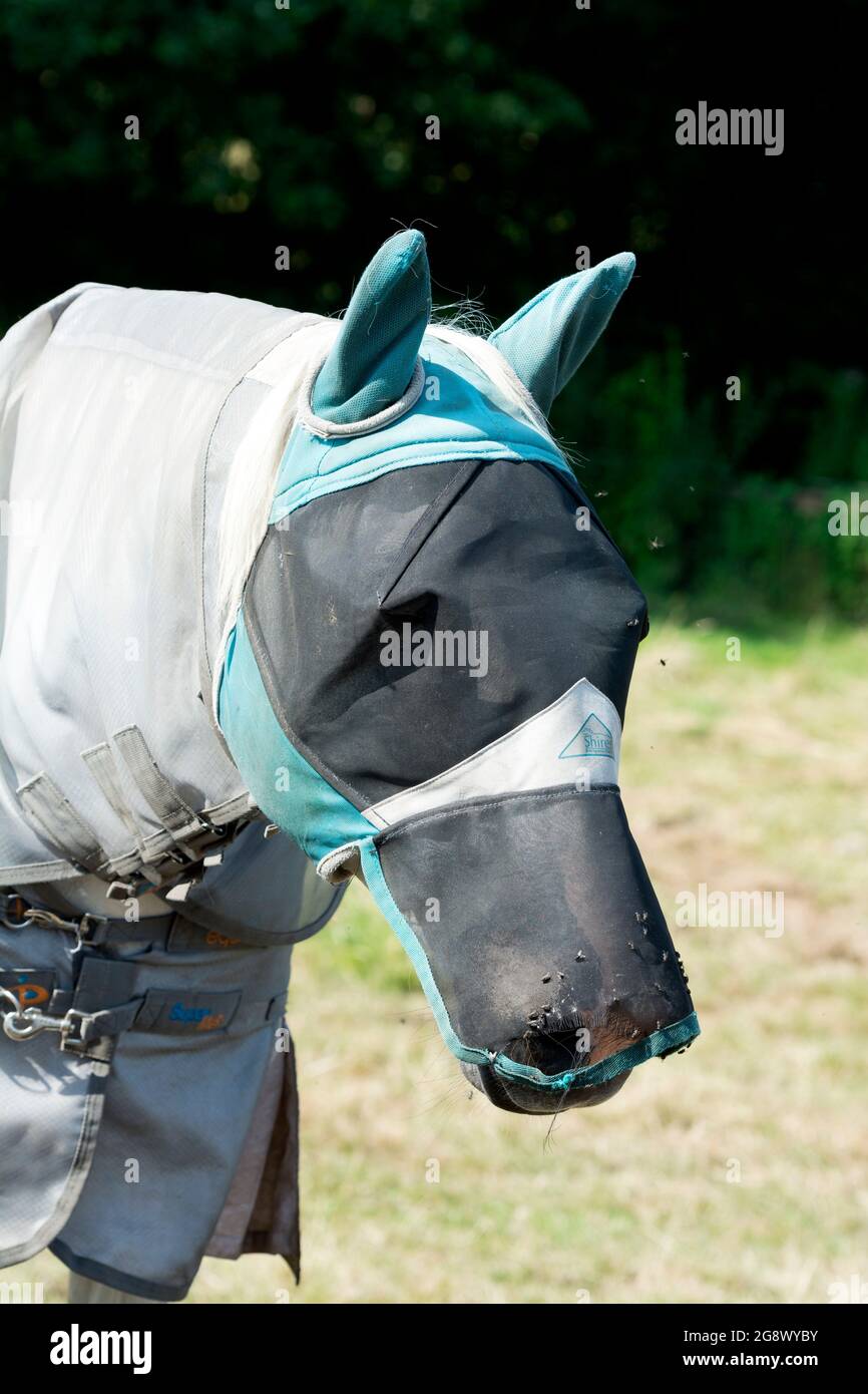 Copertura in rete su un cavallo in tempo caldo. Foto Stock