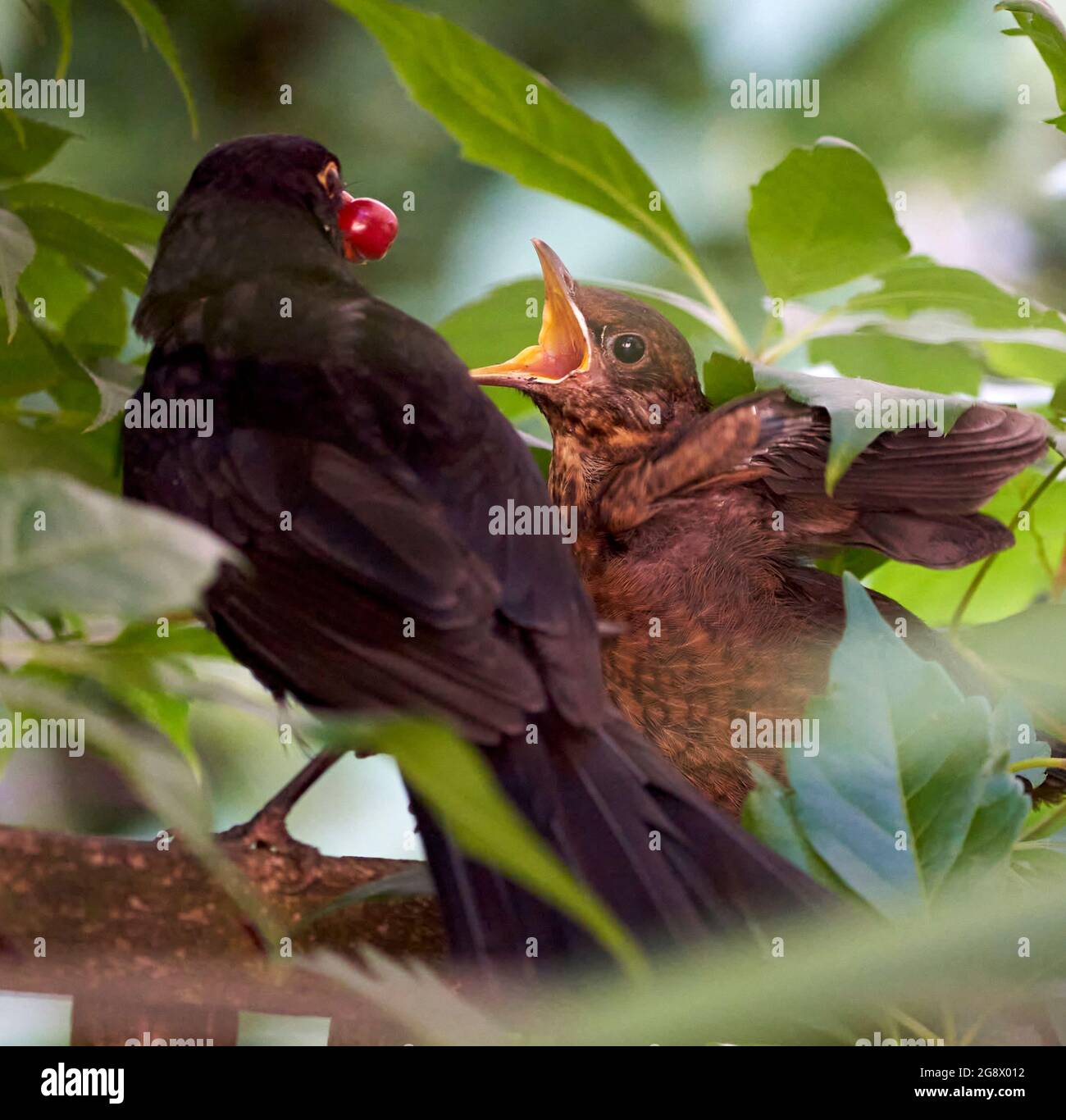Blackbird si nasconde in fuga nella siepe di un giardino urbano alimentato da genitori maschi. Nel mese di luglio così probabilmente seconda o terza covata. Foto Stock