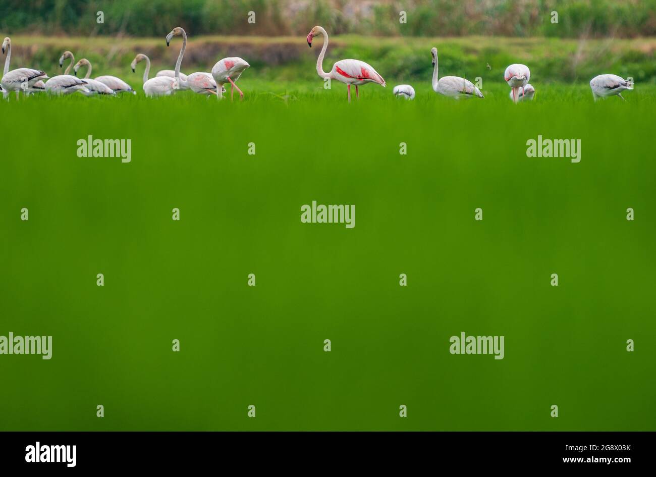 Grande gruppo di fenicotteri che si nutrano sul ricefield Foto Stock