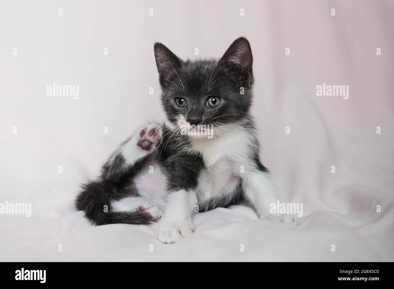 Carino morbido cucciolo giovane grigio domestico è seduto su coperta bianca  e ha sollevato la sua zampa posteriore per graffiare. Pubblicità per  negozio di animali domestici o cibo gatto e la cura