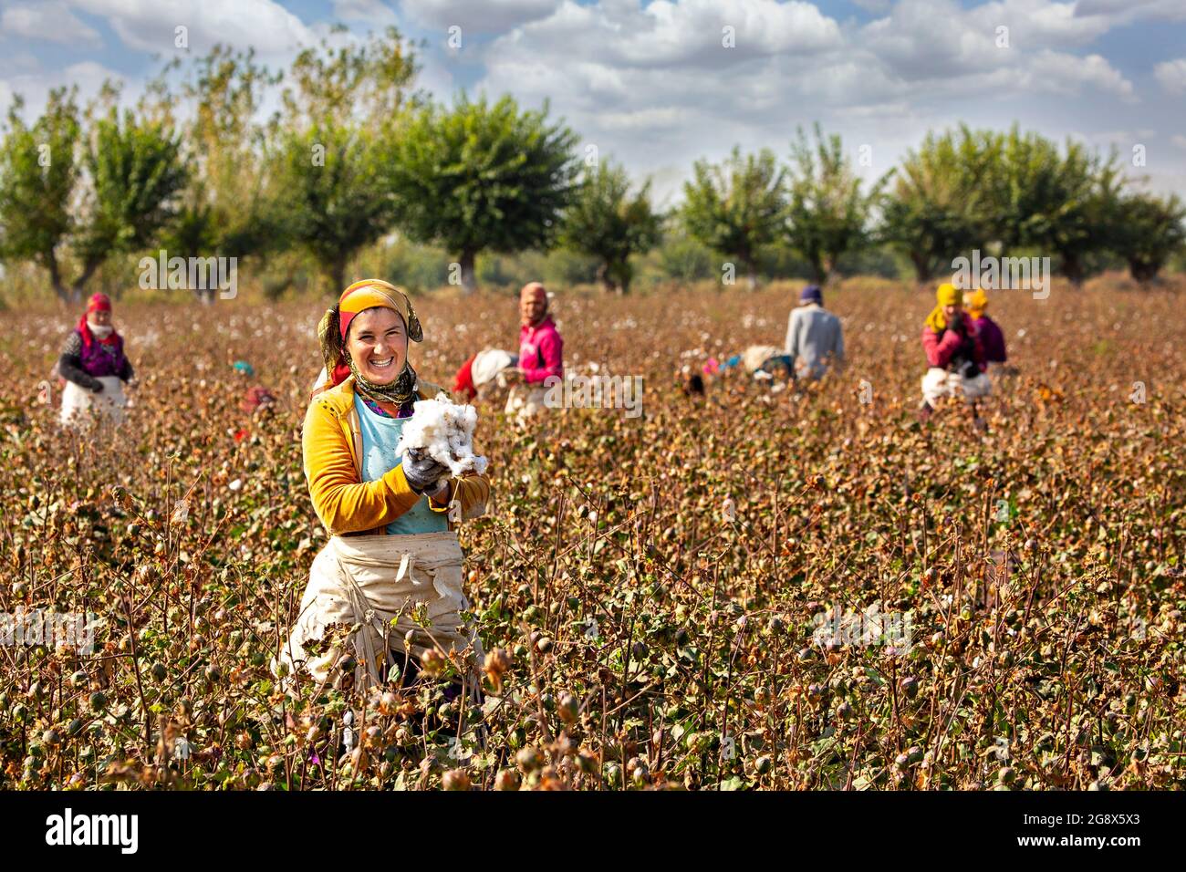 Donne uzbeke nel campo del cotone che raccolgono cotone alla periferia di Samarkand, Uzbekistan Foto Stock