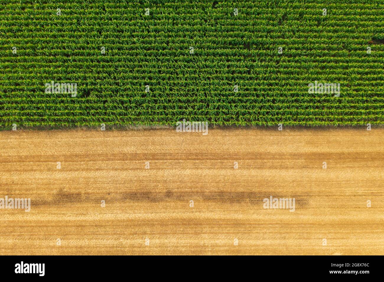 Vista aerea delle file di mais vicino al campo di grano raccolto. Paesaggio di fattoria. Foto Stock