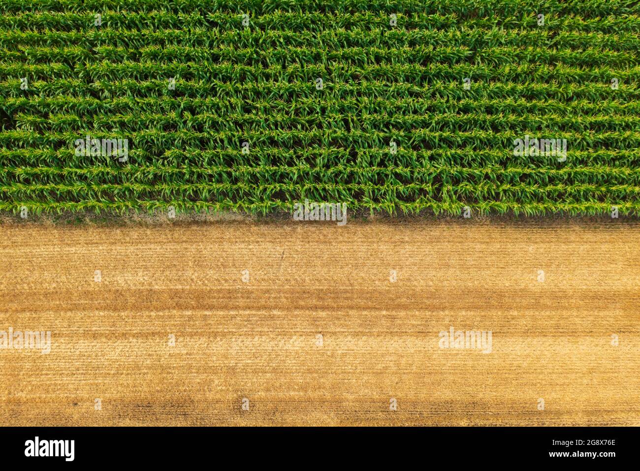 Vista aerea delle file di mais vicino al campo di grano raccolto. Paesaggio di fattoria. Foto Stock