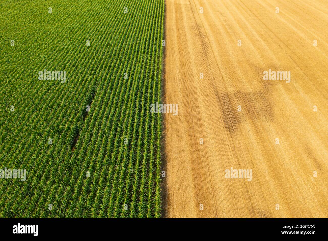 Vista aerea delle file di mais vicino al campo di grano raccolto. Paesaggio di fattoria. Foto Stock