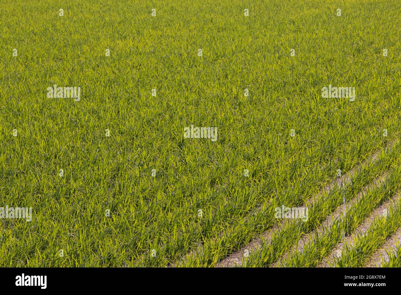 File diagonali di giovani piante di riso verde in una risaia Foto Stock
