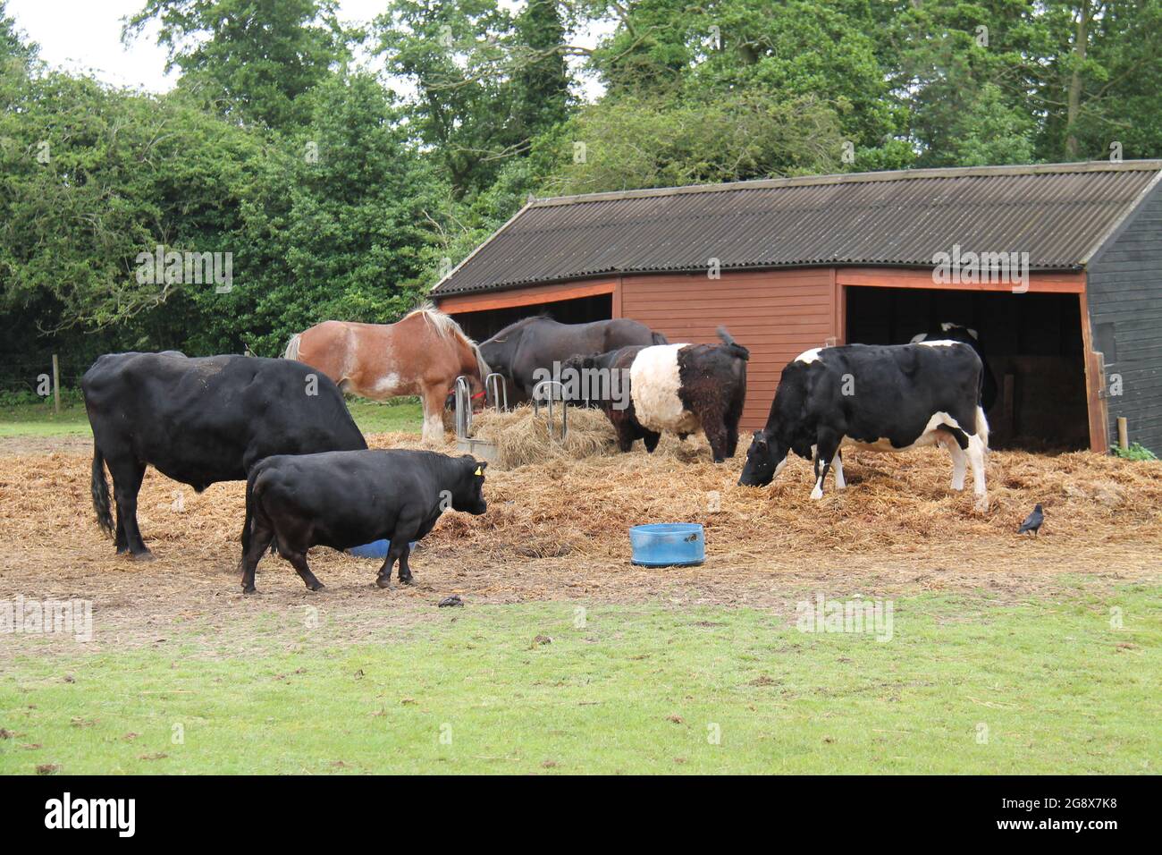Una raccolta di bestiame da fattoria e cavalli che si nutrono insieme. Foto Stock