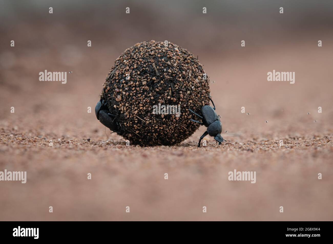 Coleotteri sterco, Scarabaeus zambesianus, rotola una palla di sterco Foto Stock