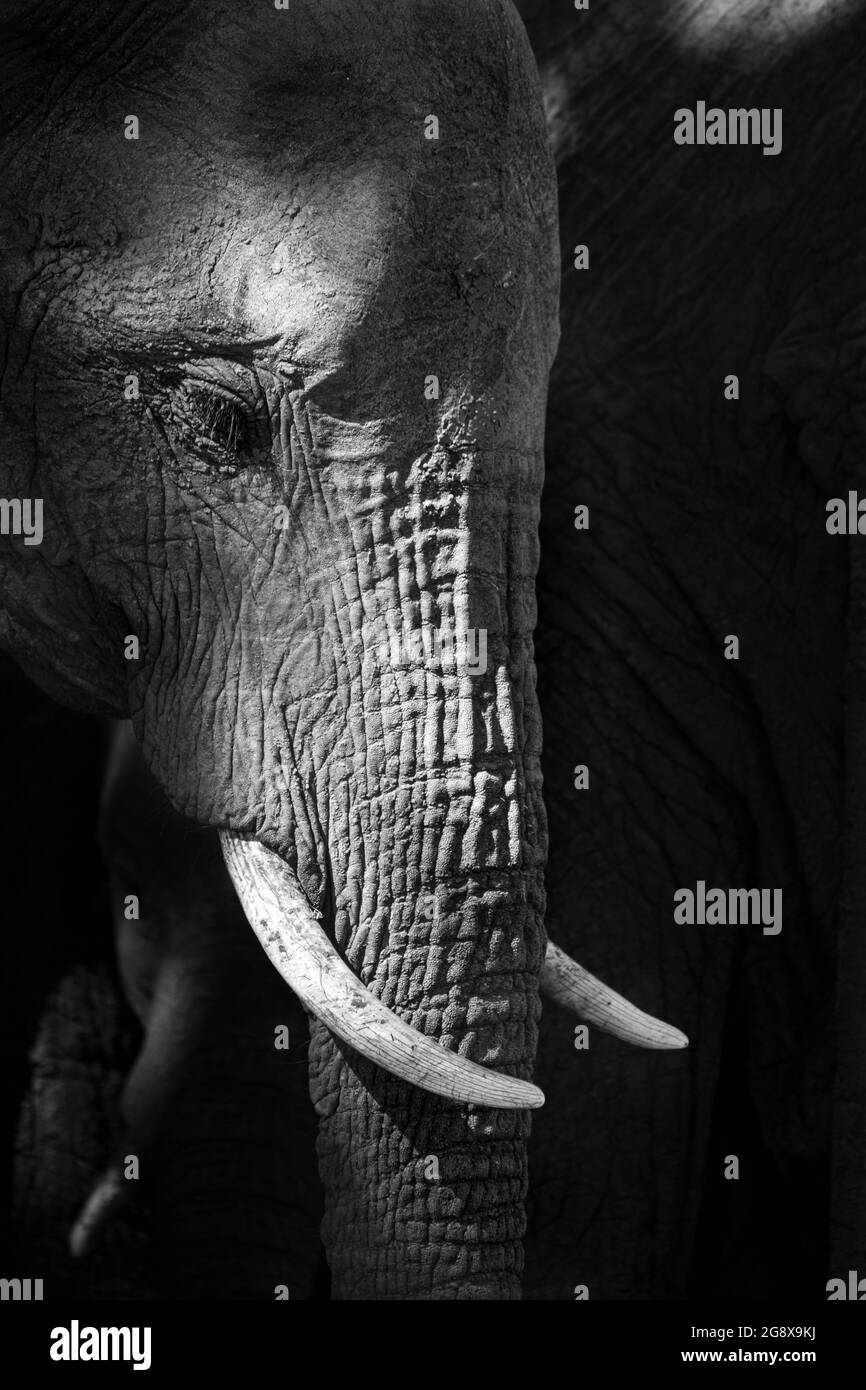 Il profilo laterale della testa di un elefante, Loxodonta africana, in bianco e nero, che guarda fuori dalla cornice Foto Stock
